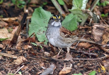 Photo by Tom Hodgson. White-throated sparrow.