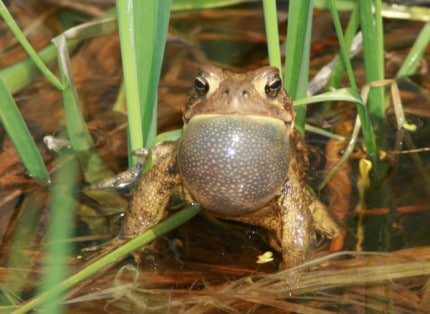 Photo by Tom Hodgson. American toad with vocal sack expanded. 