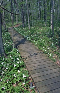 Photo by Tom Hodgson. a boardwalk guides folks over wetland in Nan Weston Nature Preserve. 