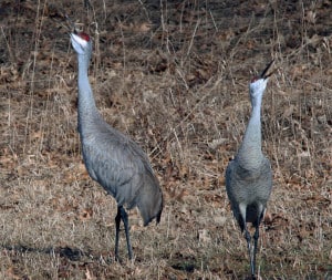 Photo by Tom Hodgson. Sandhill crane pair calling in unison. 