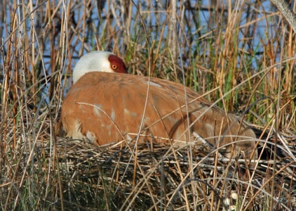 Photo by Tom Hodgson. Sandhill crane nesting at Mill Lake. 