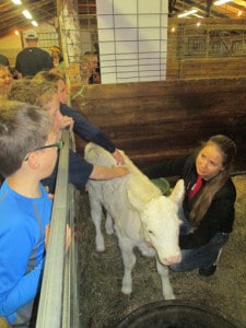 Courtesy photo. Students learn about a calf. 