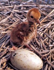Photo by Tom Hodgson. Sandhill crane hatchling and egg. 