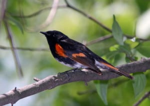 Photo by Tom Hodgson. American Redstart warbler. 