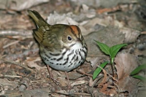 Photo by Tom Hodgson. Oven bird. 