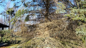 Courtesy photo of dying tree.