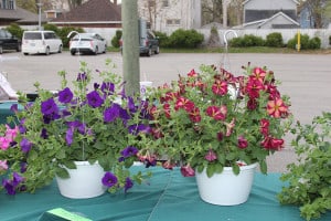 Be sure your hanging baskets have enough water. 