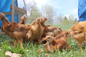 Courtesy photo. Chickens at Get Down Farm. 
