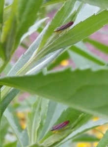 Courtesy photo. Candy Striped Leaf Hopper.