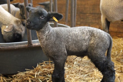 You'll find lambs at the Nature's Creation of Life.