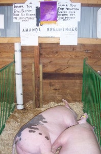 Photo by Lisa Carolin. Amanda Breuninger's grand champion pigs. 