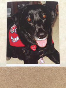 Courtesy photo. Sable, in her therapy dog photo.