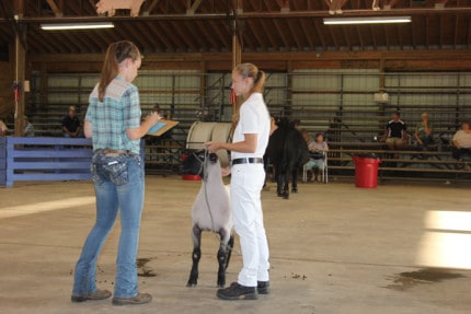 Andrea Loucks shows a lamb during the sweepstakes showmanship competition.