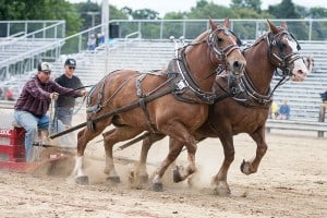 File photo by Burrill Strong. Draft horse pull.