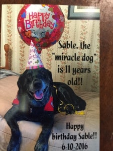 Courtesy photo. Sable on her recent birthday.