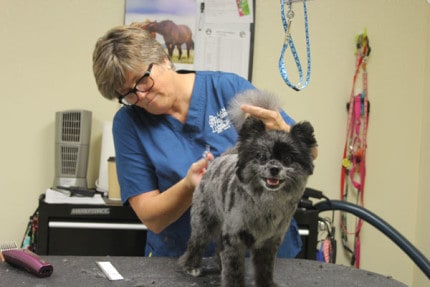 Amy Creteau, the new animal stylist at Lane Animal Hospital, works on a happy pup. 