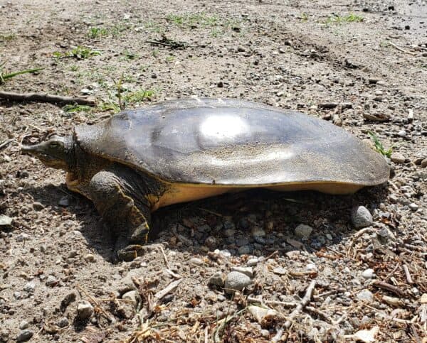 Arlington High's 'Turtle Trackers' release 79 Blanding's yearlings